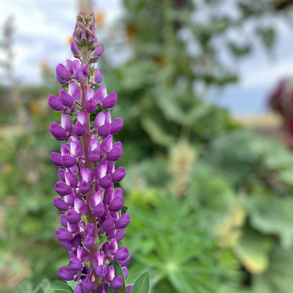 Meet your Posher, Tracey - Picture 1 of 1